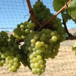 Chardonnay 夏多內丨5分鐘讀懂